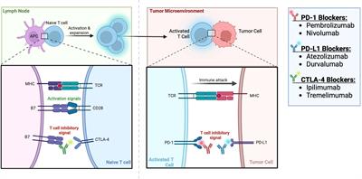 Perioperative systemic treatments in renal cell carcinoma